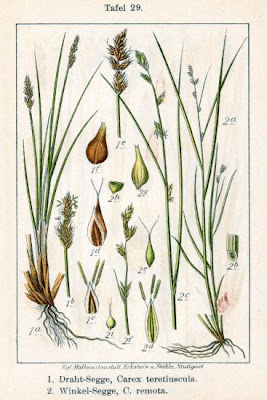 Carex remota L.