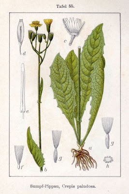 Radicchiella a tappo giallastro