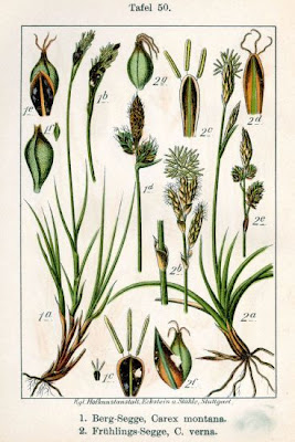 Carex verna,
iron-grass,
spring sedge,
vernal sedge
