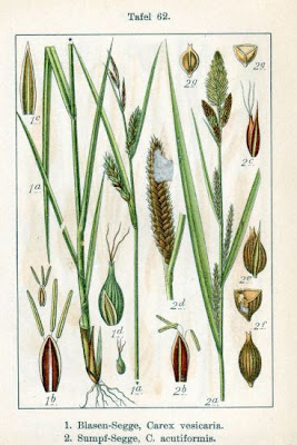 Laurent's sedge Laurent's sedge