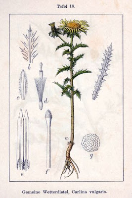 Carlina vulgaris L.