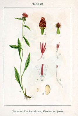 Fiordaliso di Welden