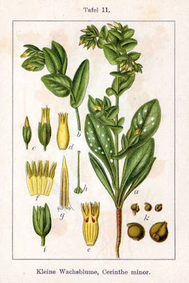 Erba tortore