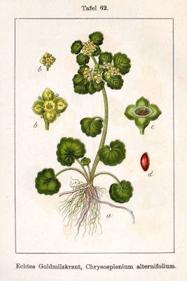Alternate-leaf golden saxifrage