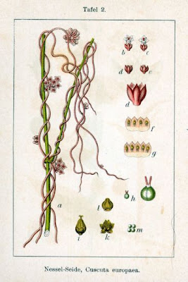 Cuscuta europea Cuscuta europea