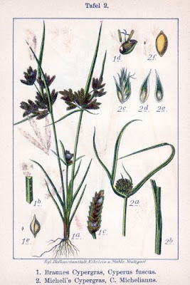 Cyperus fuscus L.