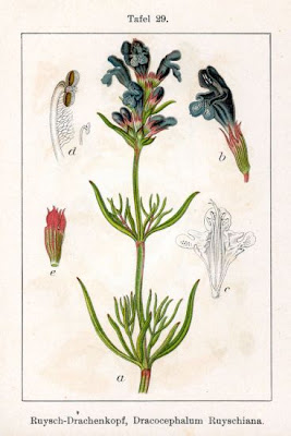Dracocephalum ruyschiana L.