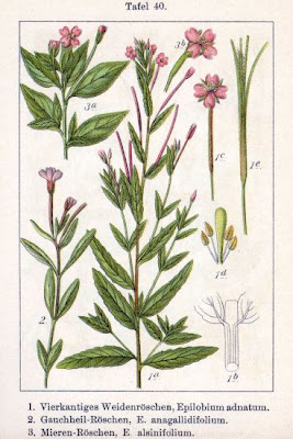 Chickweed Willowherb Chickweed Willowherb