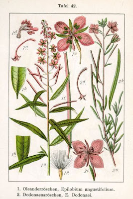 Garofanino di Dodonaeus