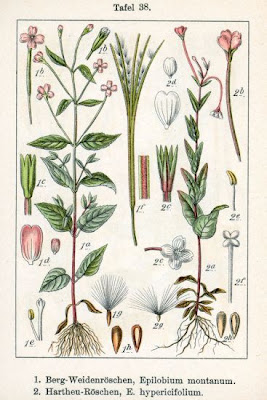 Broad Leaved Willowherb Broad Leaved Willowherb