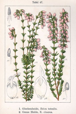Crossleaf heath Crossleaf heath