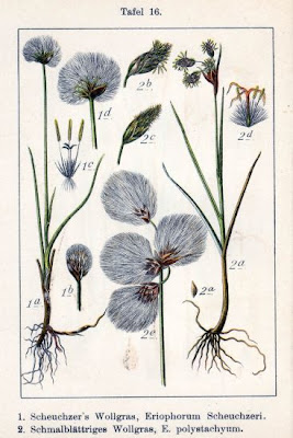 Eriophorum scheuchzeri Hoppe