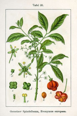 European spindletree European spindletree