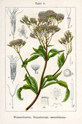Hemp-agrimony Hemp-agrimony