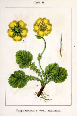 Alpine Avens Alpine Avens