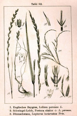 Tall fescue