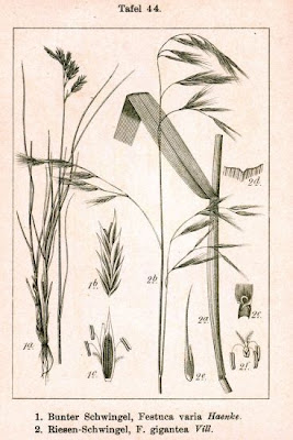 Festuca maggiore