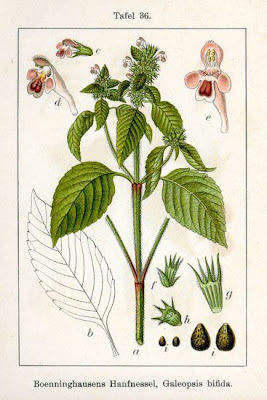 Galeopsis bifida Boenn.