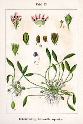 Awl-leaf mudwort