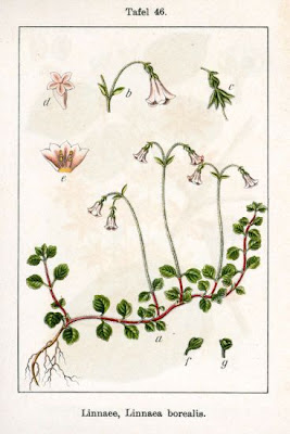 AMERICAN TWINFLOWER AMERICAN TWINFLOWER