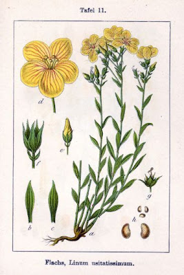 Cultivated flax Cultivated flax