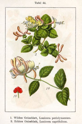 Lonicera caprifolium L.