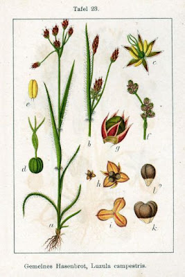 Field woodrush