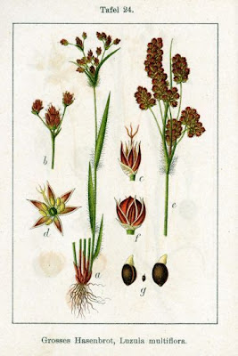 Erba lucciola multiflora