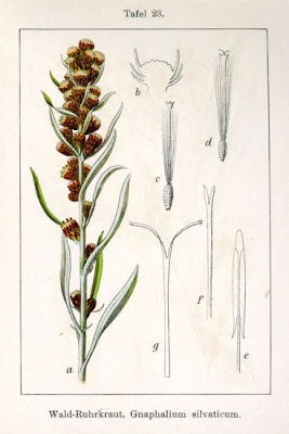 Heath Cudweed Heath Cudweed