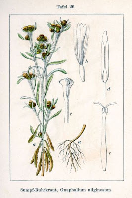 Low cudweed