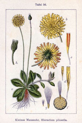 Mouse-ear hawkweed Mouse-ear hawkweed