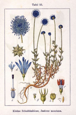 Jasione montana L.