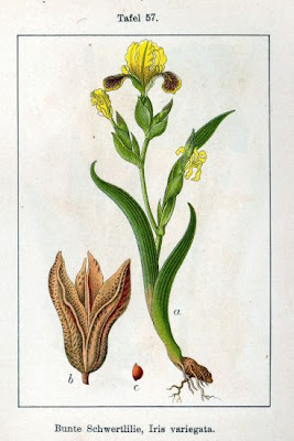 Iris variegata L.