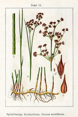 Juncus acutiflorus,
Giunco a fiori acuti,
Sharp Flowered Rush,
sharpflower rush
