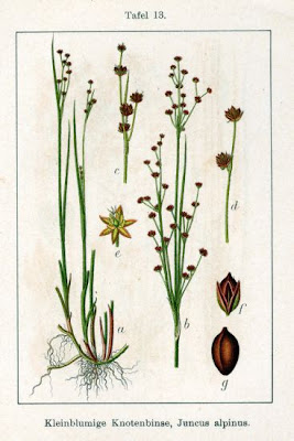 Juncus alpinus,
,
alpine rush