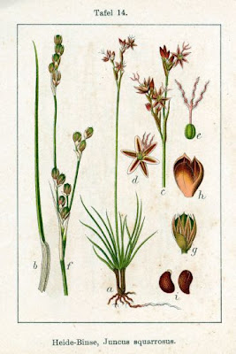 Giunco delle torbiere