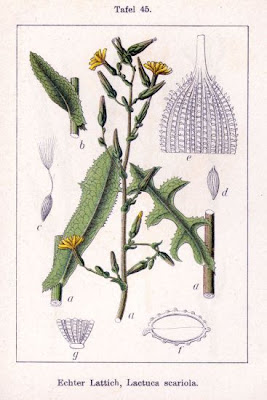 Lactuca scariola