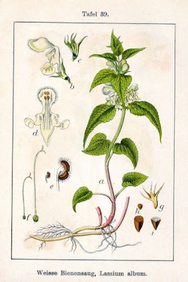 White-nettle White-nettle