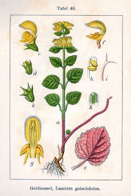 Yellow archangel Yellow archangel