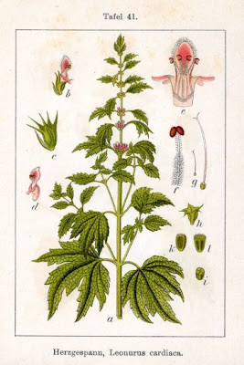 Cardiaca comune
