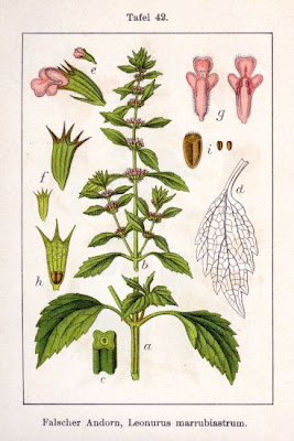 Leonurus marrubiastrum L.