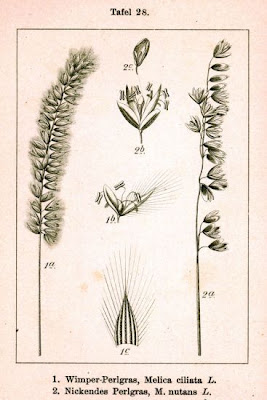 Eyelash Pearl Grass