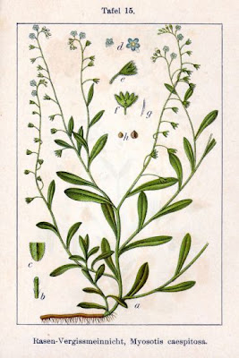 Myosotis laxa,
bay forget-me-not,
Nontiscordardim&THORN; dei canneti,
Tufted Forget Me Not