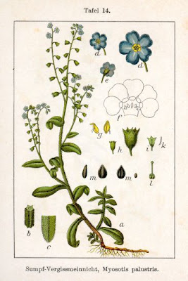 Myosotis des marais