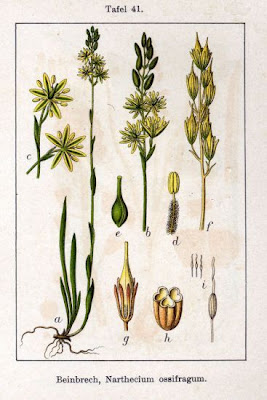Narthecium ossifragum,
Bog Asphodel,
bog-asphodel