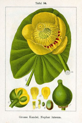 Yellow pond-lily