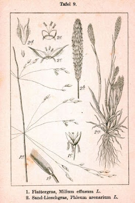 Codolina delle spiagge