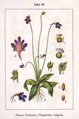 Butterwort Butterwort