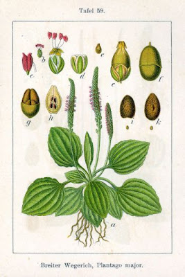 Grand plantain
