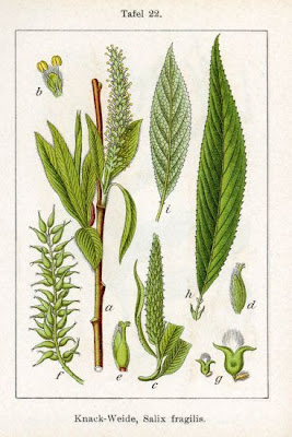Crack willow Crack willow